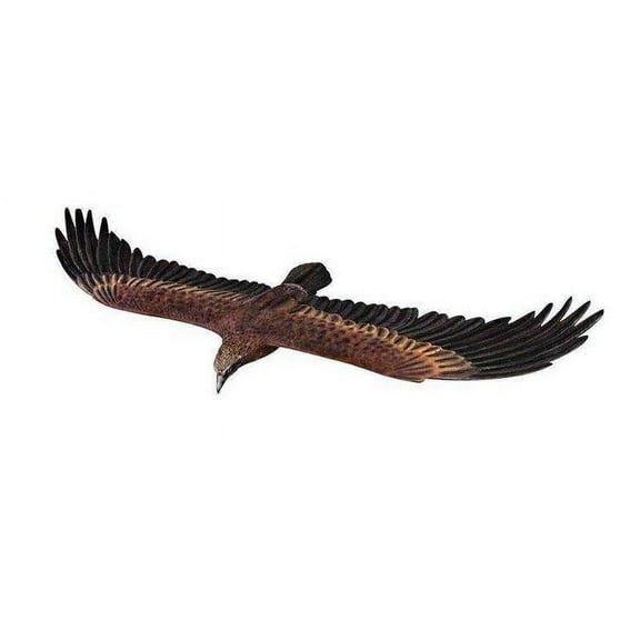 Wedge Tailed Eagle Life Size Statue