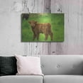 thumbnail image 6 of Luxe Metal Art 'Scottish Highland Cattle X' by Alan Majchrowicz,Metal Wall Art, 36"x24", 6 of 7