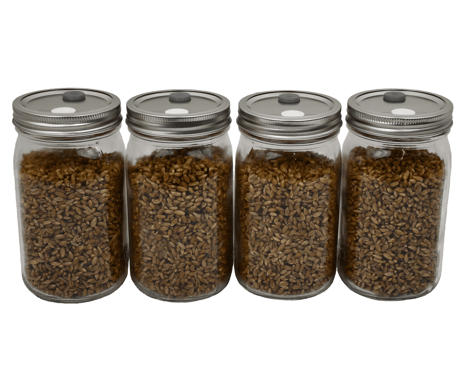 Sterilized Rye Berry Mushroom Substrate in Injectable Quart Jars (4