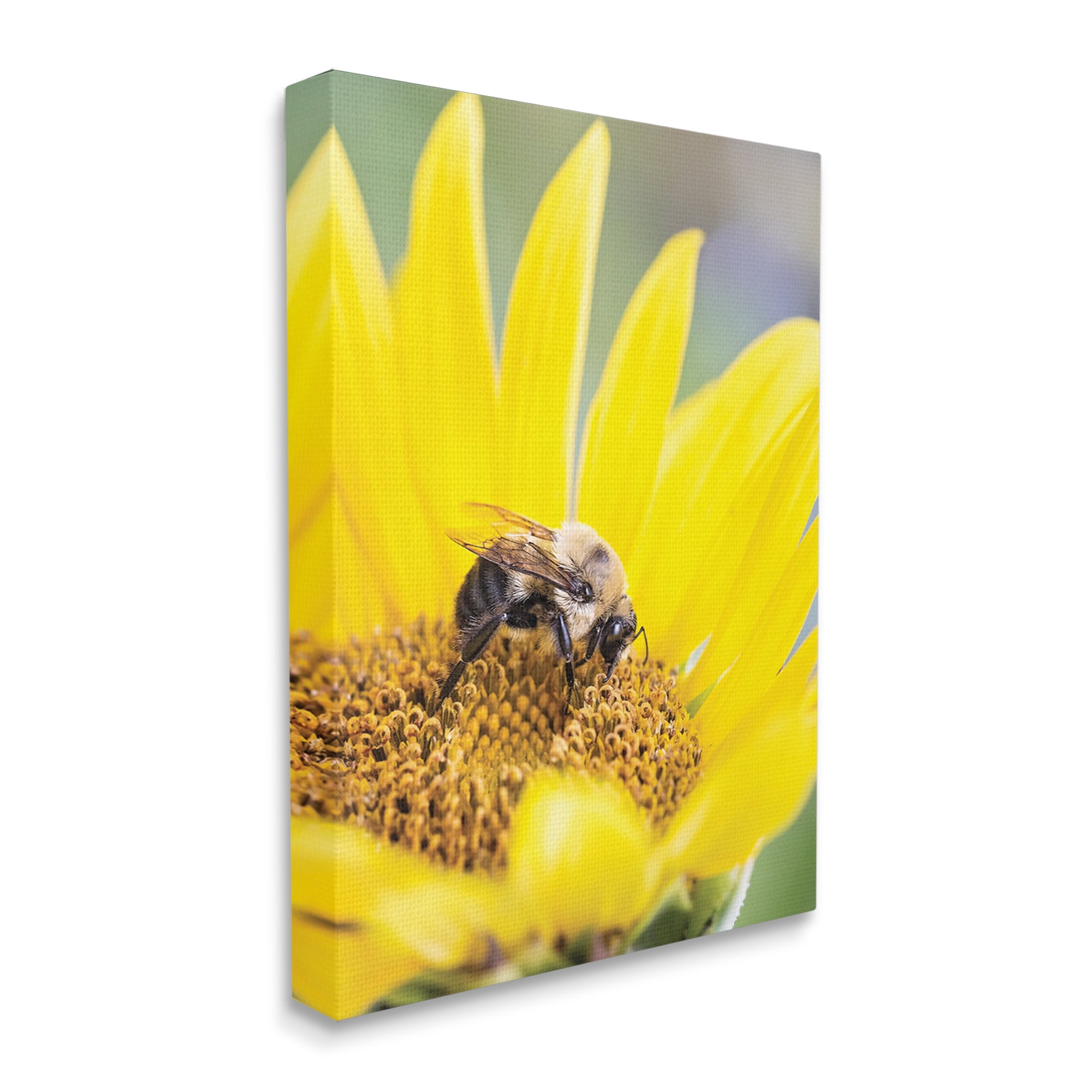 Stupell Industries Bee & Sunflower Photography Animals & Insects Photography Gallery Wrapped Canvas Print Wall Art, 16 x 20