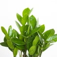thumbnail image 3 of United Nursery Live ZZ Houseplant 12-14in Tall in 6-inch Premium Ecopots Gray, 3 of 7