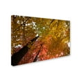 thumbnail image 2 of Trademark Fine Art "Spectacular Brilliant Autumn Trees" Canvas Art by Kurt Shaffer, 2 of 3
