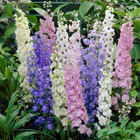 Larkspur Seeds - Standard Mix - Packet - Pink/Purple/White Flower Seeds, Heirloom Seed, Open Pollinated Seed Attracts Bees, Attracts Butterflies, Attracts Hummingbirds, Attracts Pollinators