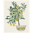 thumbnail image 2 of Stellar Design Studio 20x24 White Modern Wood Framed Museum Art Print Titled - Lemon Tree II, 2 of 4