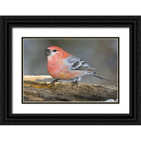 Lord, Fred 32x23 Black Ornate Wood Framed with Double Matting Museum Art Print Titled - Colorado, Frisco Male pine grosbeak bird on log