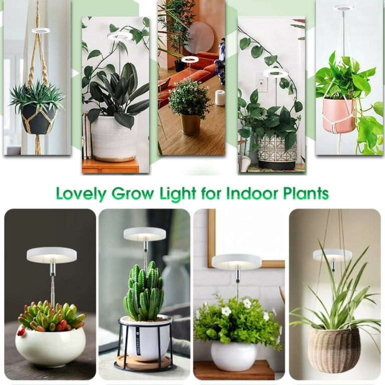 Decorative Indoor Plant Lighting