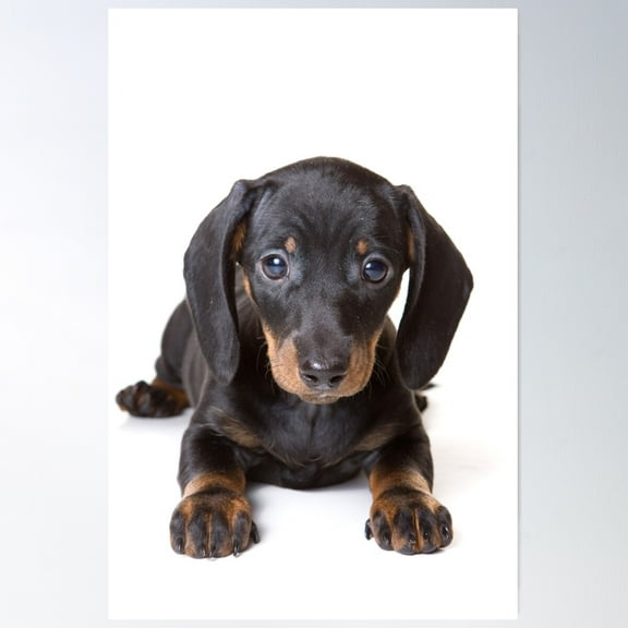 Charming Cute Dachshund Puppy Dog Poster Wall Art, Modern Wall Decor For Living Room Bedroom, 12x18 UNFRAMED