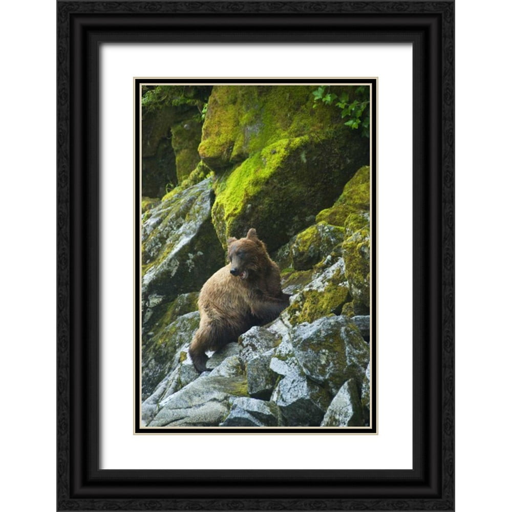 Rotenberg, Nancy 23x32 Black Ornate Wood Framed with Double Matting Museum Art Print Titled - USA, Alaska Young grizzly bear on rocky slope