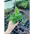 thumbnail image 4 of Autumn Fern Plants Live Outdoor Plants in 2 Inch Pot, Landscape Edging Perennial Plants for Shade, Plants Live Ferns for Outdoors, 4 of 8