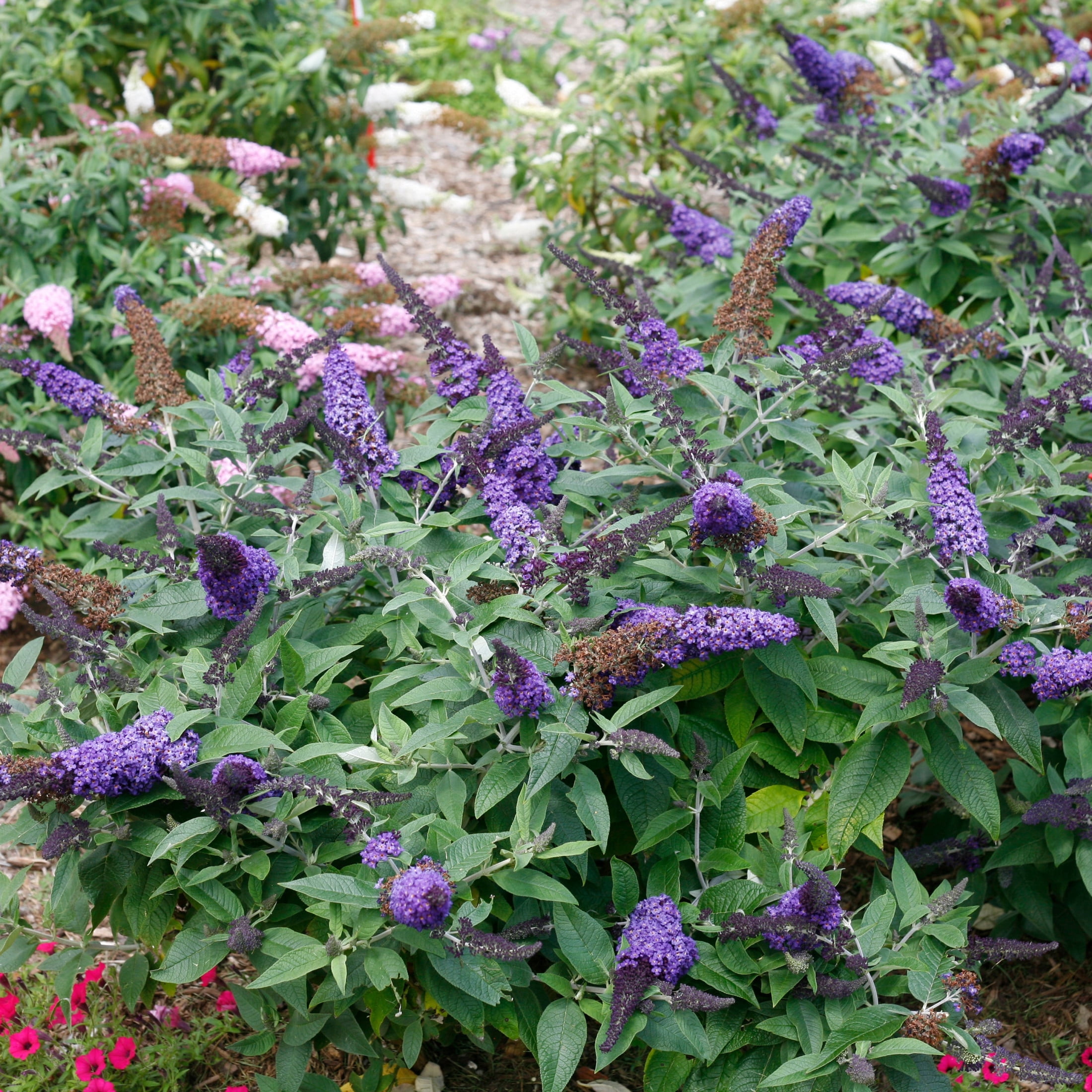 Proven Winners ColorChoice 6" Pugster Blue Butterfly Bush Live Plant in 7.5" Pot