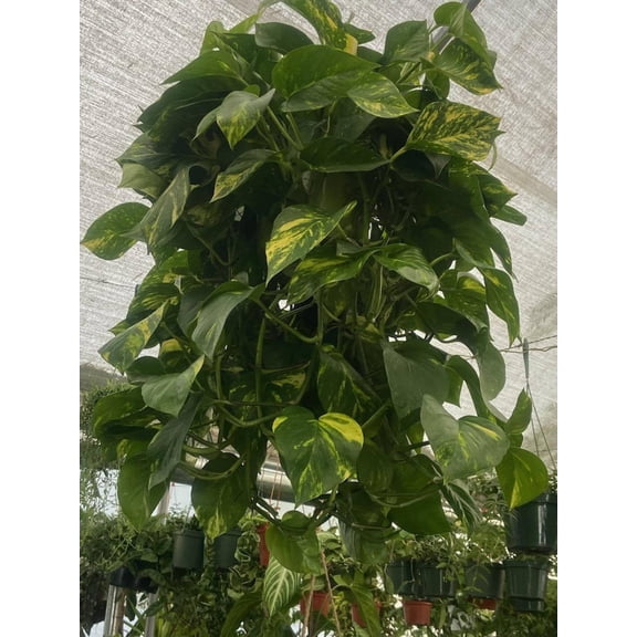 10 Inch Pot - Green Jade Golden Pothos XL Bushy Plant, Haning pot - Get similar to the picture