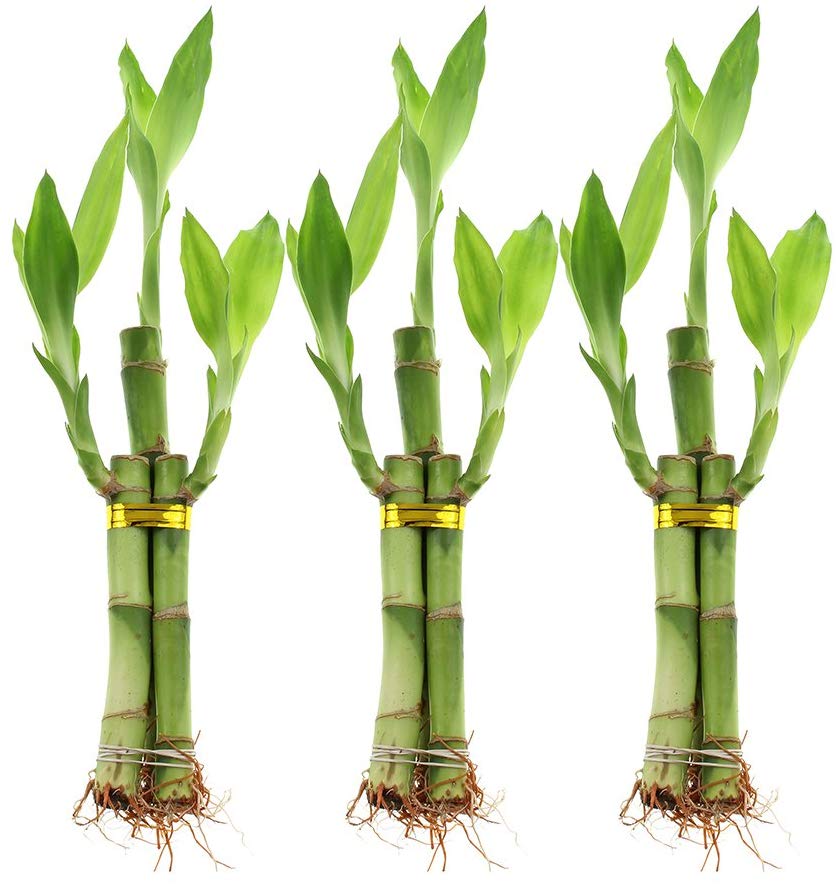 NW Wholesaler, Live Lucky Bamboo 3 Stalk Arrangement, Set of 3 Indoor