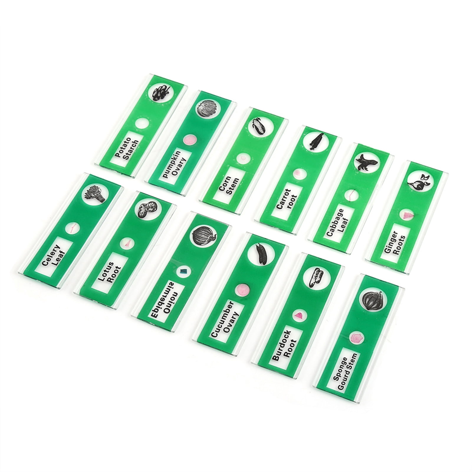 48 Lames Préparées Pour Microscope – 4 Thèmes (animaux, Insectes, Plantes, Fleurs) – ABS – Étiquetées – Pour Enfants Et étudiants