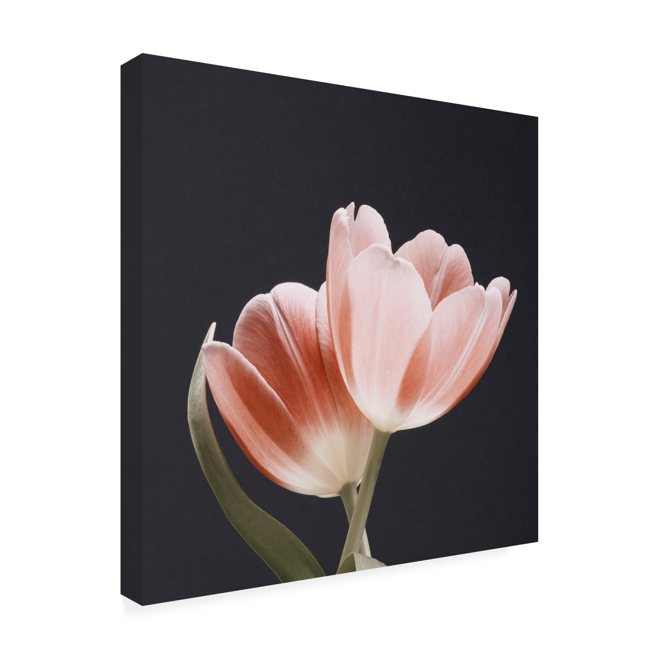 Canvas Wall Art - Bilge Paksoylu 'Soft Pink Grey Bg' Wall Art for Living Room, Bedroom, or Office D?cor by Trademark Fine Art - 18 x 18 Inches