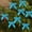 Blue-BU-clearacne, variant on OEFNTAC 24PC Small Velvet Bow Ornament Christmas Tree Wreath Gift Wrap Party Candy Baking Snack Bag Decor Home Kraft Mini Cute Kid Present Easy Setup Display