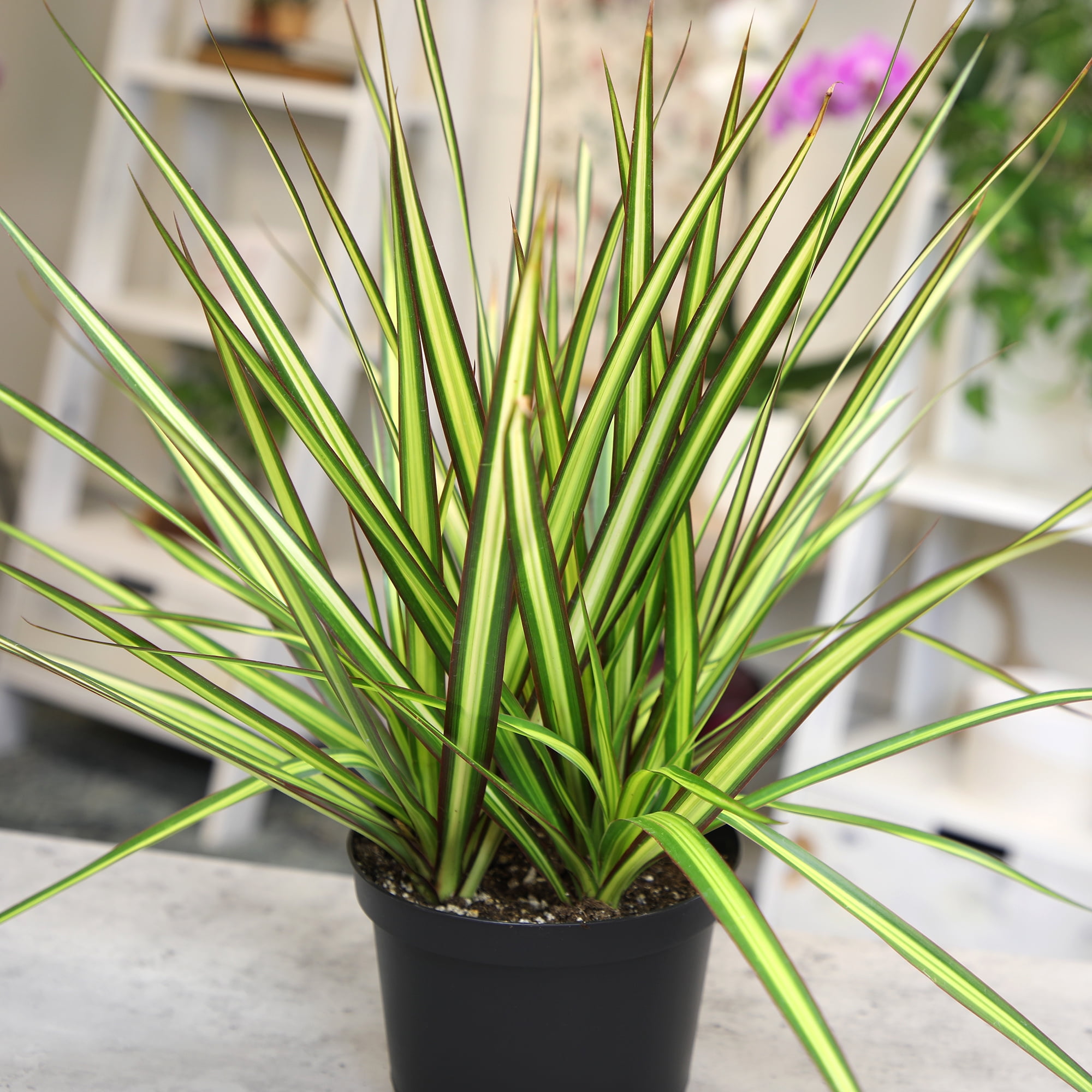 Dracaena 'Sunray' Dragon Tree | 6in. Grow Pot; Filtered Sunlight | Expert Gardener by Altman Plants