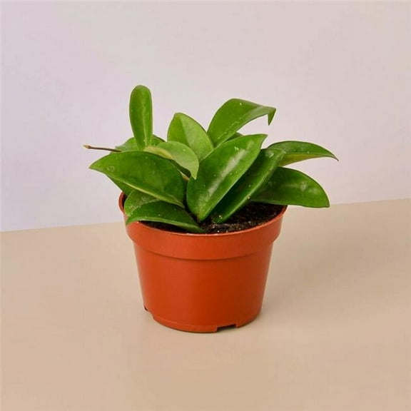 House Plant 4-HOYA-CARNOSA 4 in. Pot Hoya Carnosa Plant