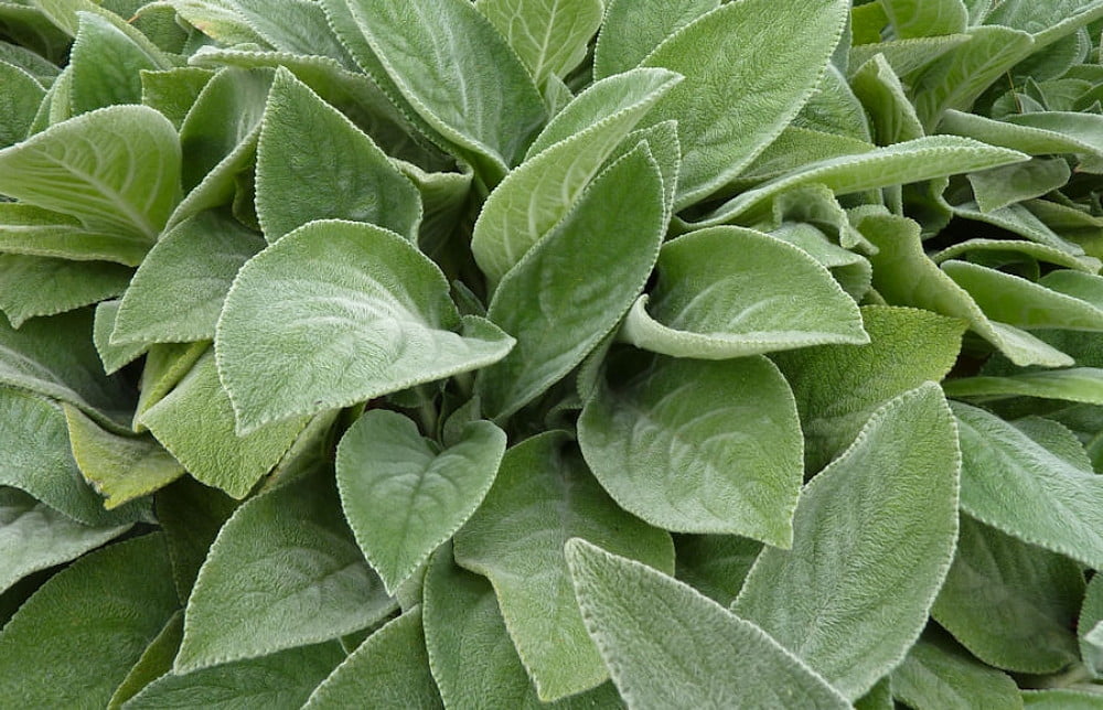 Big Ears Lamb's Ear Perennial Stachys byzantina Live Plant Quart