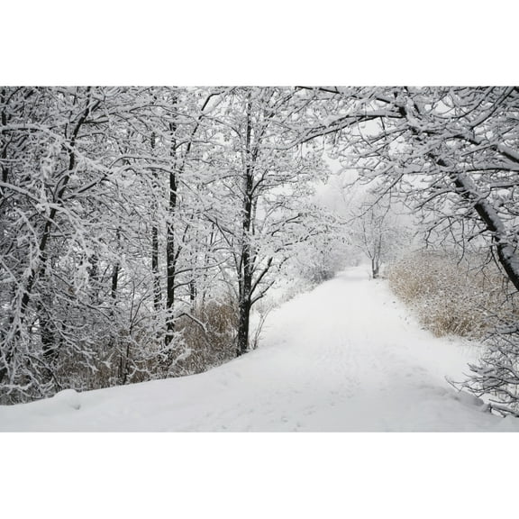 Posterazzi DPI1871489 A Path Lined with Trees & Covered In Snow - Quebec Canada Poster Print, 19 x 12
