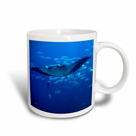 Rays Mug - 3dRose Manta Ray, Ceramic Mug, 15-ounce
