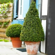 Brighter Blooms - Wintergreen Boxwood Shrub, 3 gal - No Shipping to AK, AZ, HI, OR, PA, TN