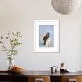 thumbnail image 3 of USA Washington State male Redwinged Blackbird sings from a cattail in a marsh, Animals Framed Art Print Wall Art by Gary Luhm Sold by Art.Com, 3 of 5