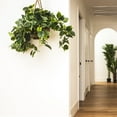 thumbnail image 3 of Nearly Natural Pothos Hanging Basket Silk Plant, 3 of 8