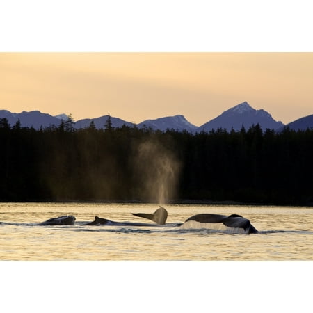 Humpback Whales Swim Along The Shoreline Of Admiralty Island At Sunset Stephens Passage Inside Passage Southeast Alaska Autumn Digitally Altered Canvas Art - John Hyde Design Pics (19 x 12)