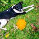 thumbnail image 3 of Portable pet water bowl for bottles, small feeding bowl for cats and dogs, drinking bowl for hiking, camping, and outdoor travel, yellow., 3 of 5