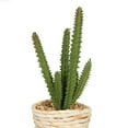 thumbnail image 3 of Vickerman FO197501 Assortiment de Succulentes en Pot 5 Po. Cactus, 3 of 5