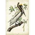 thumbnail image 2 of Audubon, John James 11x14 Black Ornate Wood Framed with Double Matting Museum Art Print Titled - Brown Pelican, 2 of 4
