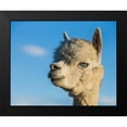 thumbnail image 2 of Stockton, Tyler 14x12 Black Modern Framed Museum Art Print Titled - Alpaca Portrait VII, 2 of 5