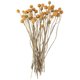 thumbnail image 2 of 40Pcs Dried Craspedia Flowers Dried Billy Button Balls Flowers,Dried Flower Bouquet for Arrangements, 2 of 5
