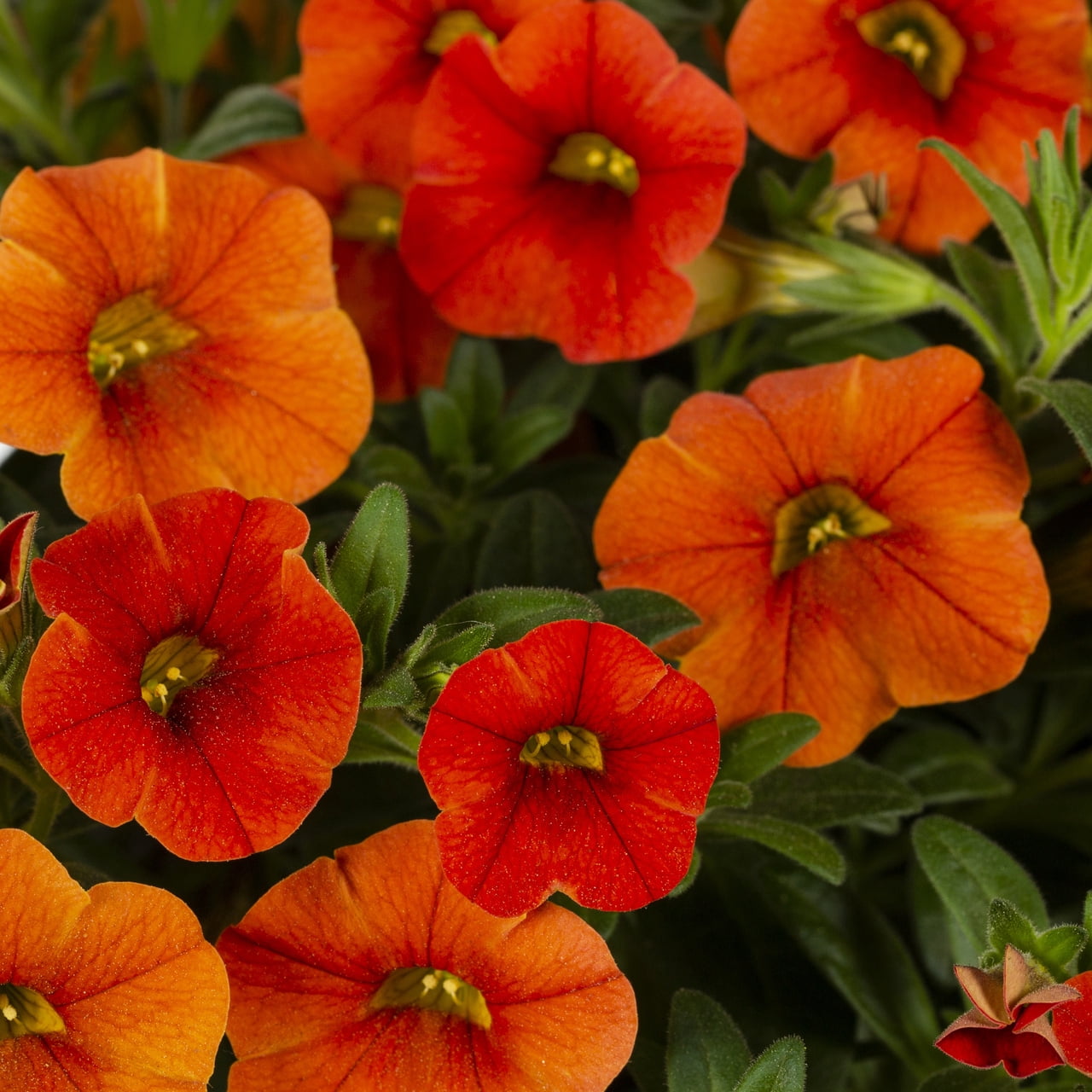 Expert Gardener 1.5gal Orange Calibrachoa Live Annual Plant Hanging Basket Sun
