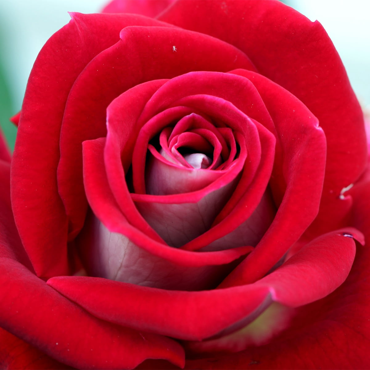 Van Zyverden Roses Mister Lincoln Quantity Landscape Saver Pack 6 Root Stocks Red Partial Sun