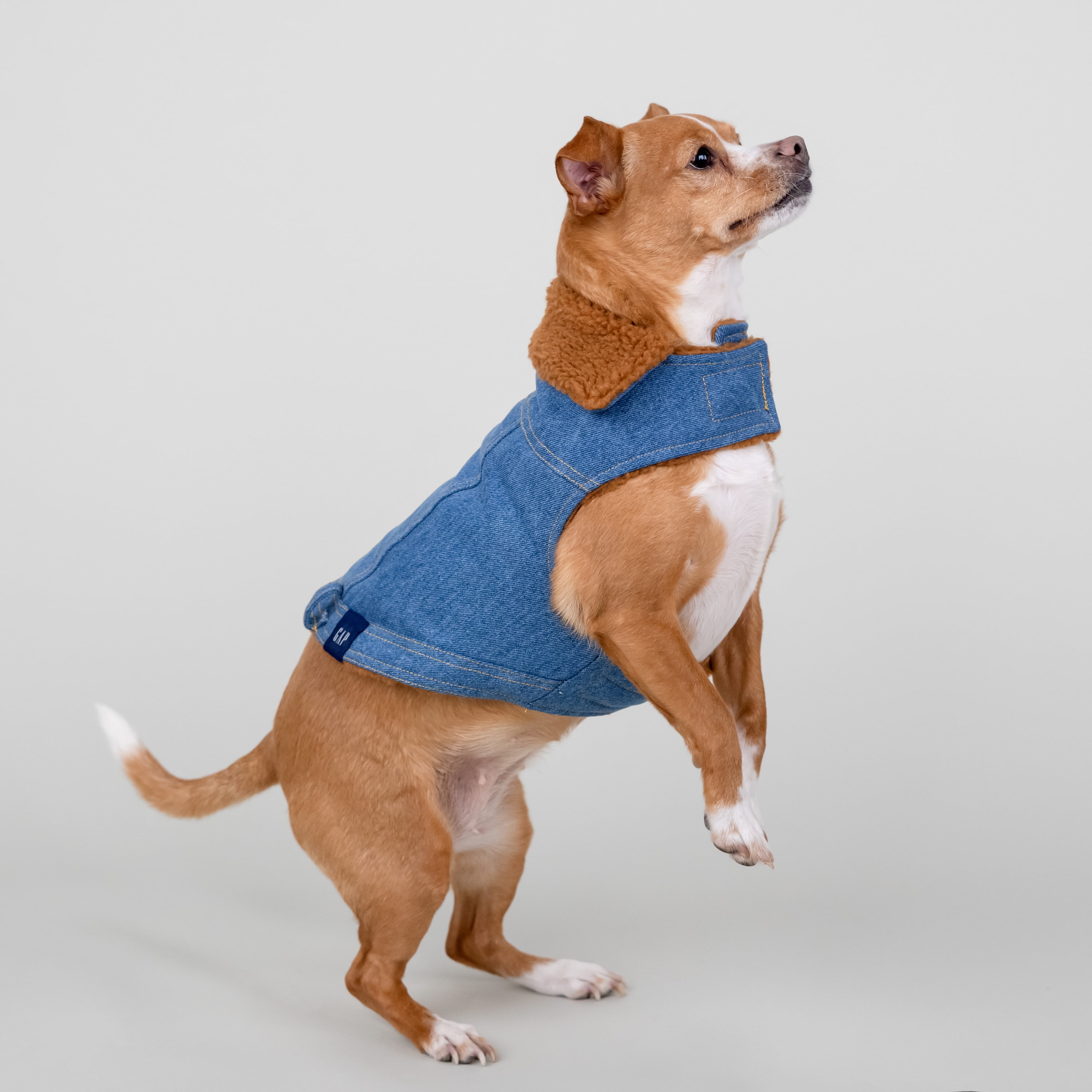 Boohoo dog clothes hot sale