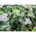 thumbnail image 4 of Hirt's Baltic English Ivy 48 Plants - Hardy Groundcover -1 3/4" Pots, 4 of 4