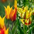 thumbnail image 1 of TASC Tulip Flower Bulbs-Tulip Lily Flower and Triumph(20 Bulbs), 1 of 1