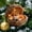 E_Free size, variant on YOHAVEN Forest Animal Resin Ornaments Set With Mini Lights, Cute Hedgehog Raccoon And Friends In Acorn Homes, Hanging Christmas Tree Accents, Whimsical Holiday Décor Gift For Nature Lovers