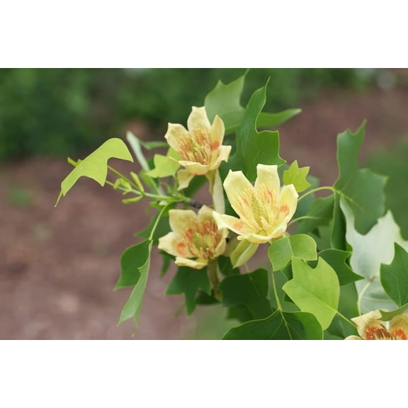 Tulip Poplar Tree Seedlings for Planting - No Ship to California (2 Seedlings)