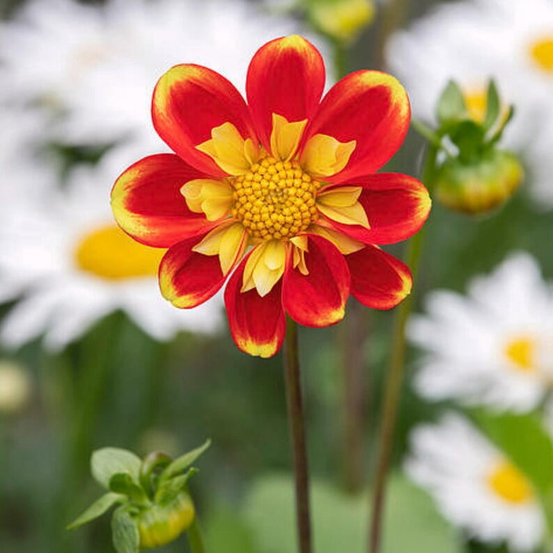 40 Seeds - Swan Island Dahlia Seeds - Pollinator Friendly,, Heirloom Flower Seeds Mix for Gardens