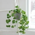 thumbnail image 5 of Pklyzj Summer Savigns Clearance The Simulation Hydrocotyle Vulgaris Pot Home Living Room Decoration Hanging Potted Fresh Small Green Plants Fake Plants Home Essential, 5 of 6