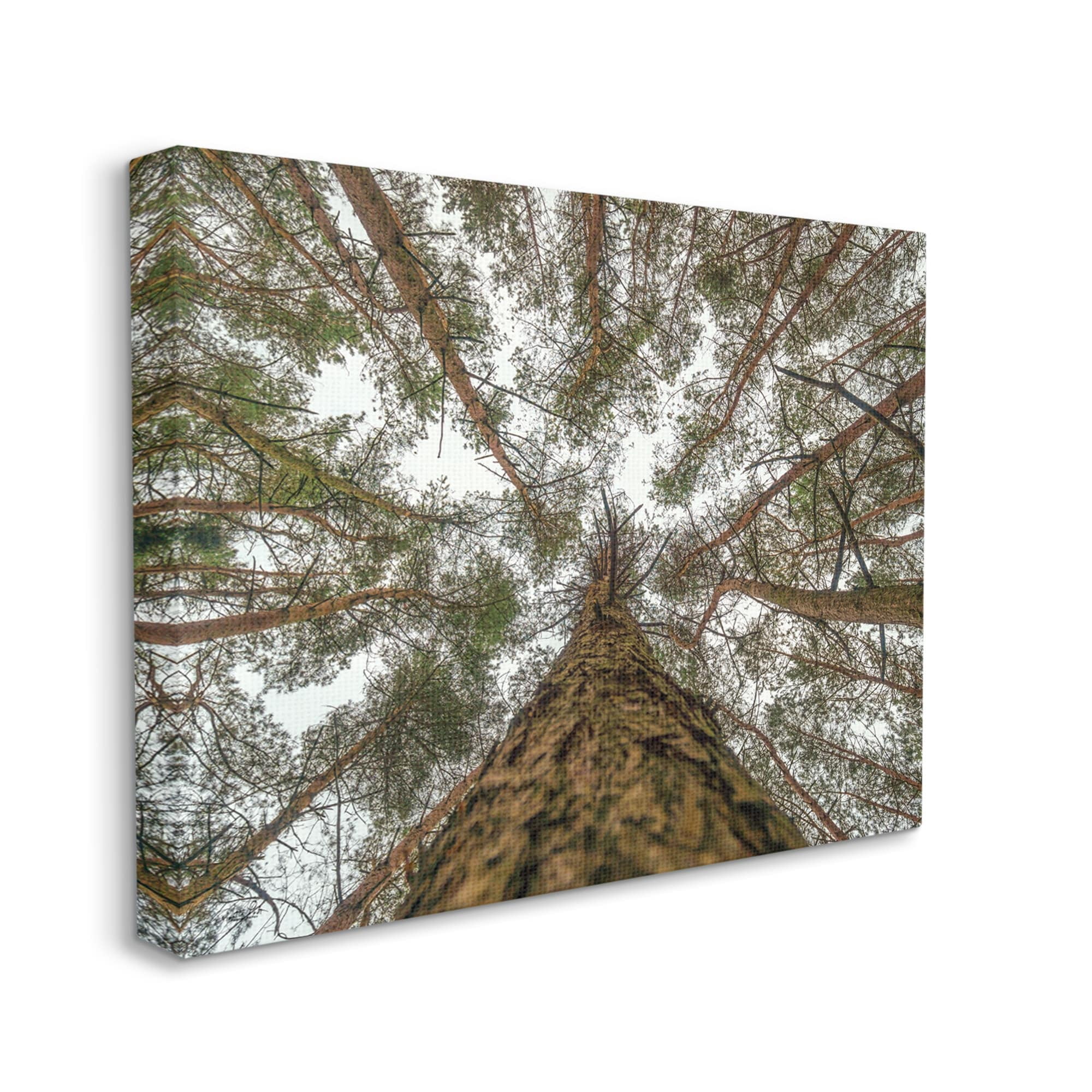 Stupell Looming Tree Branches Overhead Landscape Photography Gallery Wrapped Canvas Print Wall Art