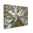 thumbnail image 2 of Stupell Looming Tree Branches Overhead Landscape Photography Gallery Wrapped Canvas Print Wall Art, 2 of 5
