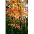 thumbnail image 2 of Goldwitz, Robert 23x32 Black Ornate Wood Framed with Double Matting Museum Art Print Titled - Orange Yellow Fall Vertical 9840, 2 of 4