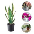 thumbnail image 4 of Flowerpots with Dish Ceramic, 16Cm Orchid Clear Flower Pot Plastic Slotted Breathable Orchid Pots, Flower Pots, 4 of 5