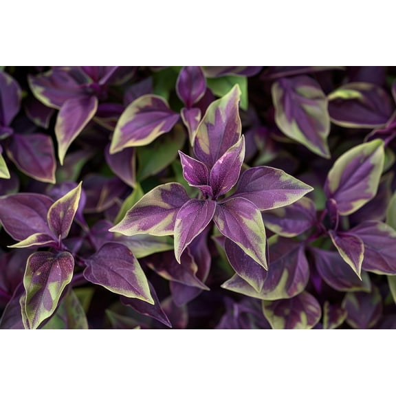 4 Tradescantia Spiderwort Cuttings to Grow - Purple Heart - Easy to Grow Wandering Jew, Wandering Dude