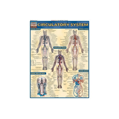 UPC: 0654614030399 | BarCharts Inc. QuickStudy Anatomy Reference Set (9781423230397)