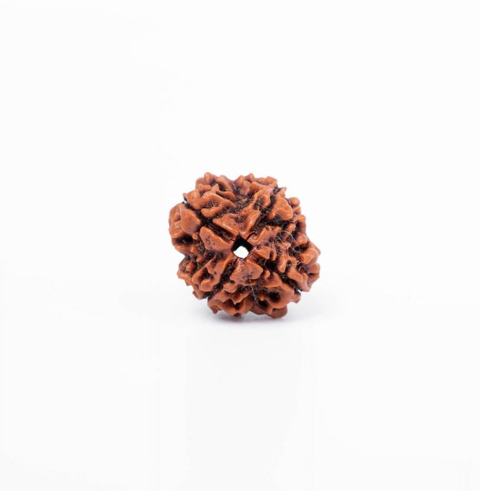 Navratan Gems Certified Authentic 4 Mukhi Nepali Rudraksha|Genuine Four-Faced Rudraksha Bead for Men & Women