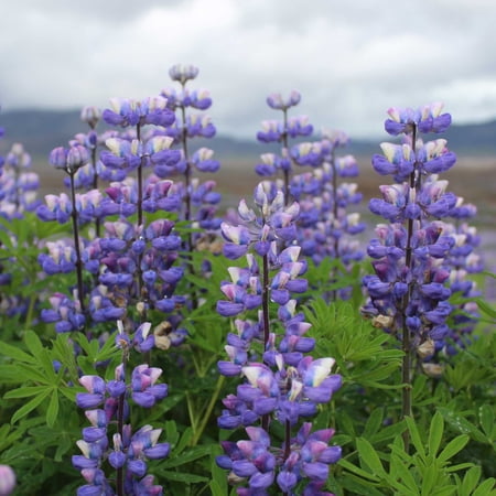Eden Brothers Arroyo Lupine Seeds